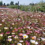 Muurfijnstraal veld